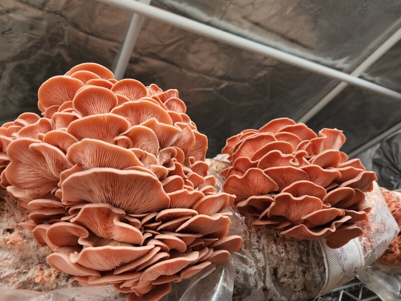 Pink oyster 1lb mushroom box