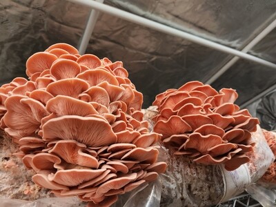 Pink oyster 1lb mushroom box