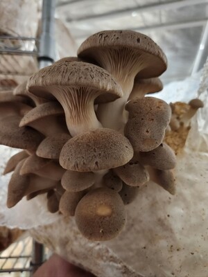 King oyster mushroom grow kit