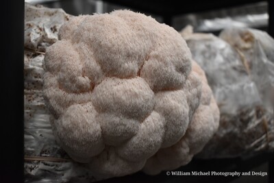 Lions mane mushroom grow kit