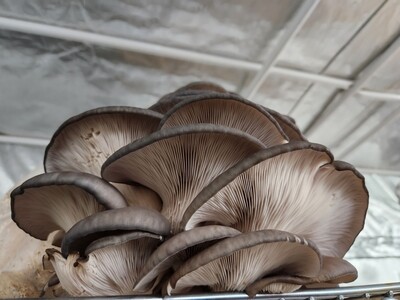 Blue oyster 1/2lb mushroom box