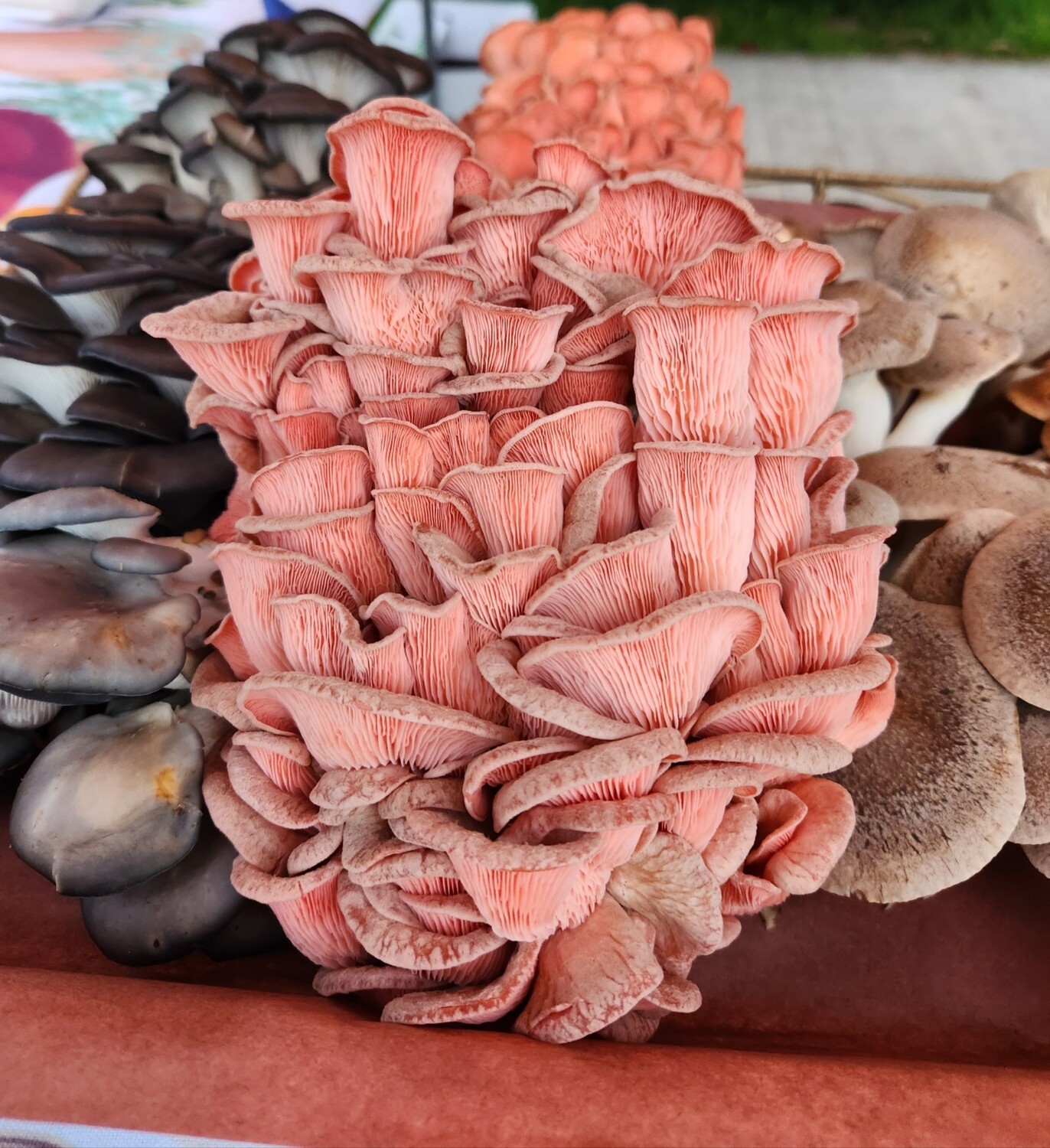 Pink oyster 1/2lb mushroom box