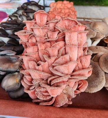 Pink oyster 1/2lb mushroom box