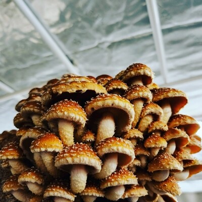 Chestnut 1lb mushroom box