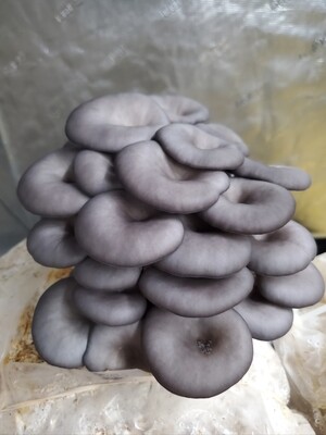 Blue oyster 1lb mushroom box