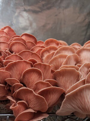 Pink oyster mushroom grow kit