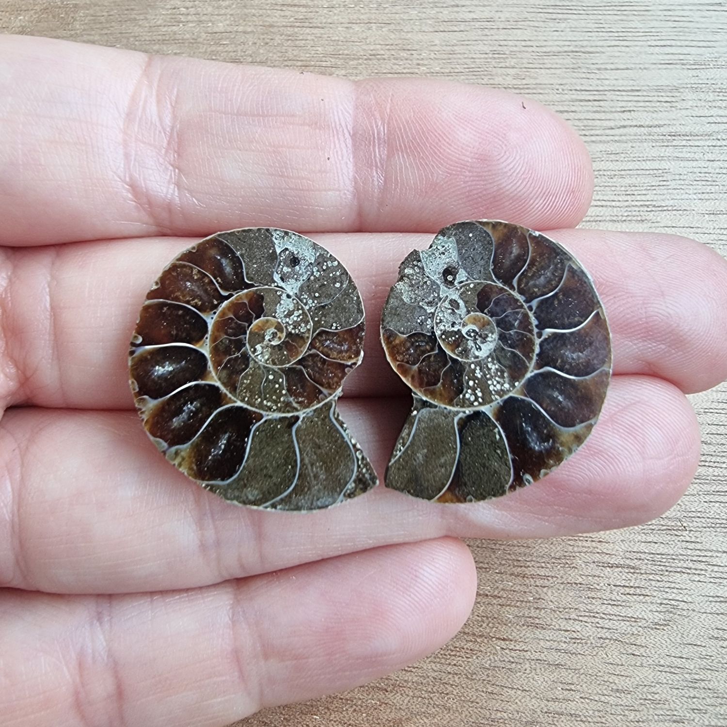 Ammonite Pair Cabochon Lot / Pendant Lot for jewelry making or diy craft projects 9.6gr