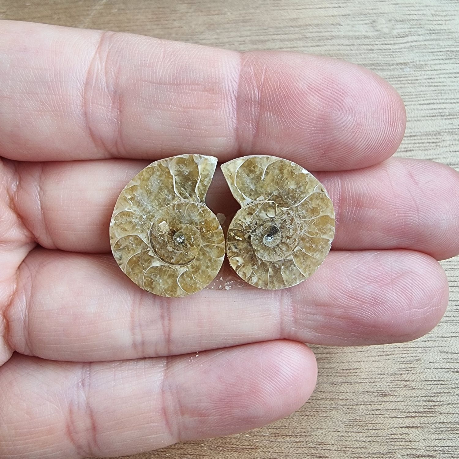 Ammonite Pair Cabochon Lot / Pendant Lot for jewelry making or diy craft projects 5.3gr