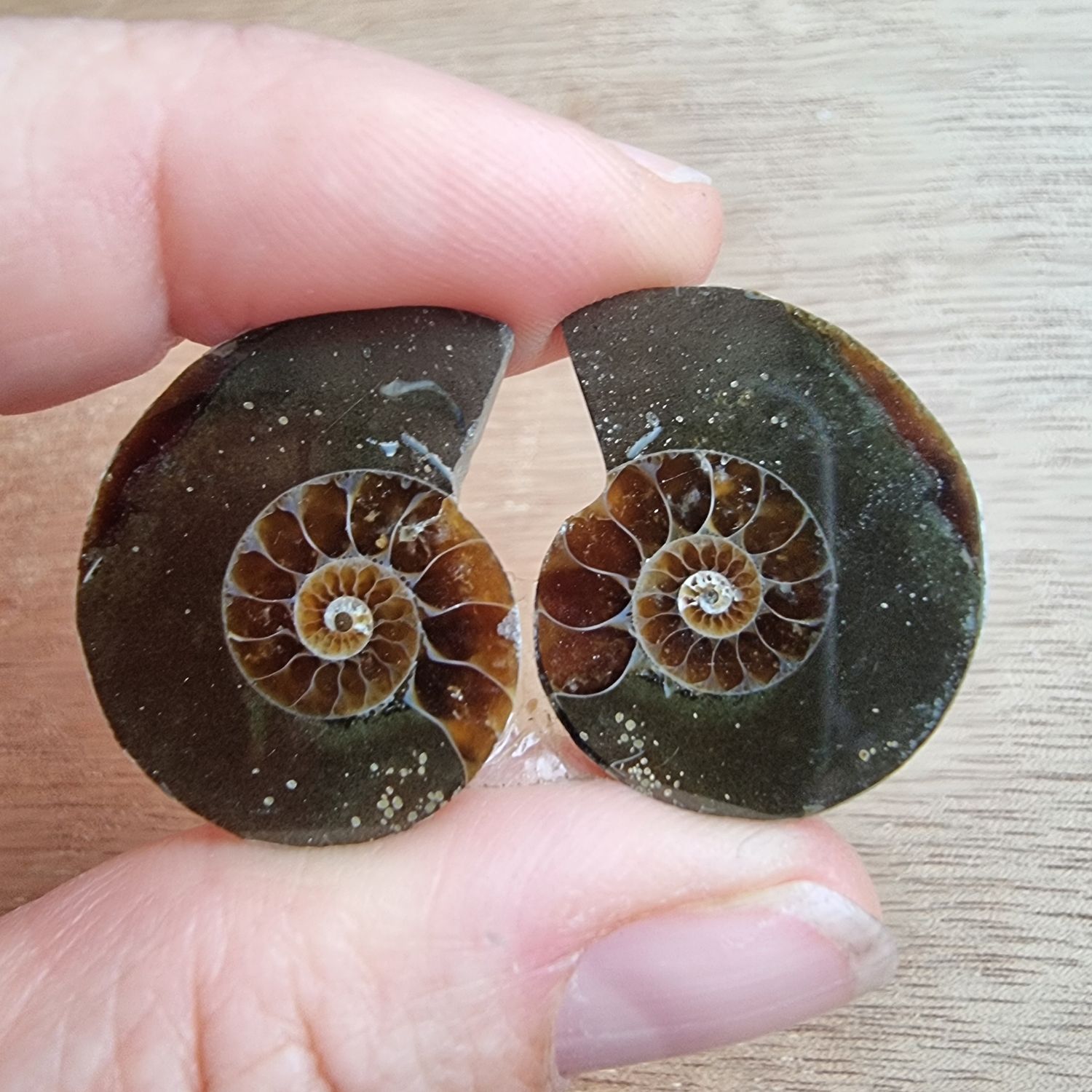Ammonite Pair Cabochon Lot / Pendant Lot for jewelry making or diy craft projects 11.4gr