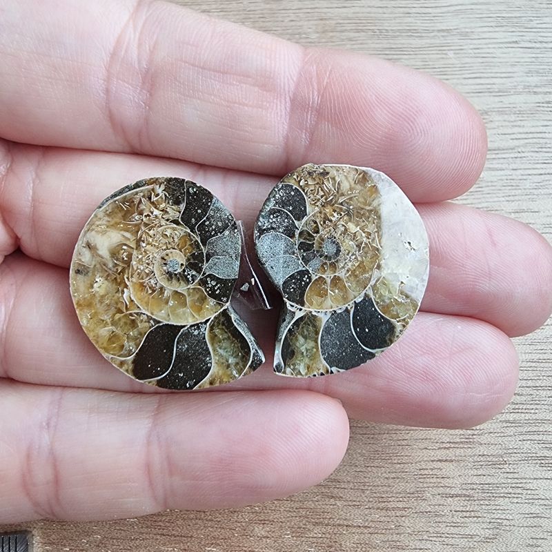 Ammonite Pair Cabochon Lot / Pendant Lot for jewelry making or diy craft projects 10.7gr