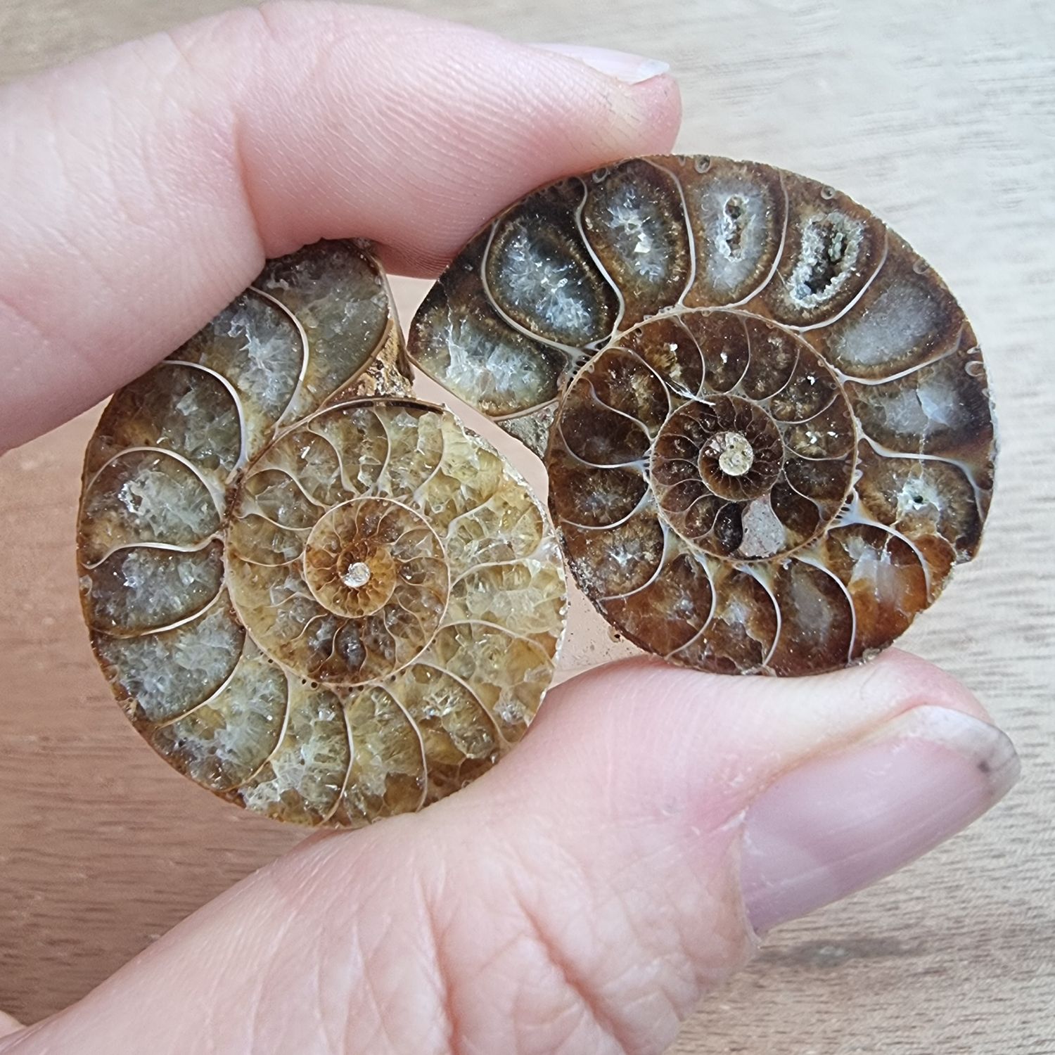 Ammonite Pair Cabochon Lot / Pendant Lot for jewelry making or diy craft projects 19.3gr