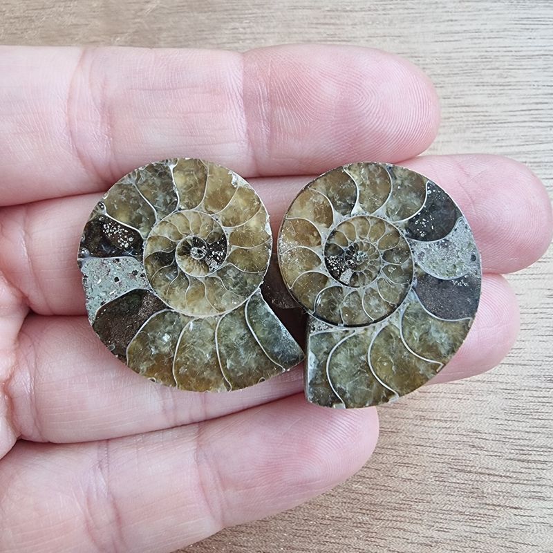 Ammonite Pair Cabochon Lot / Pendant Lot for jewelry making or diy craft projects 15.6gr Ammonite Pair Cabochon Lot / Pendant Lot for jewelry making or diy craft projects 15.6gr