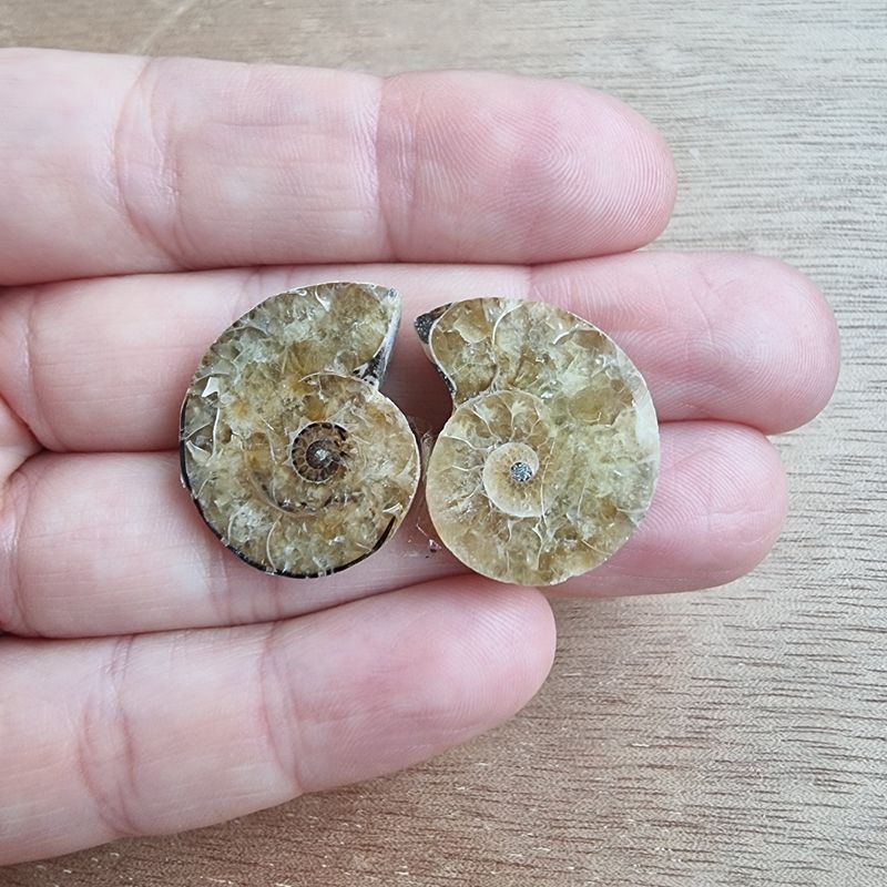 Ammonite Pair Cabochon Lot / Pendant Lot for jewelry making or diy craft projects 8.1gr
