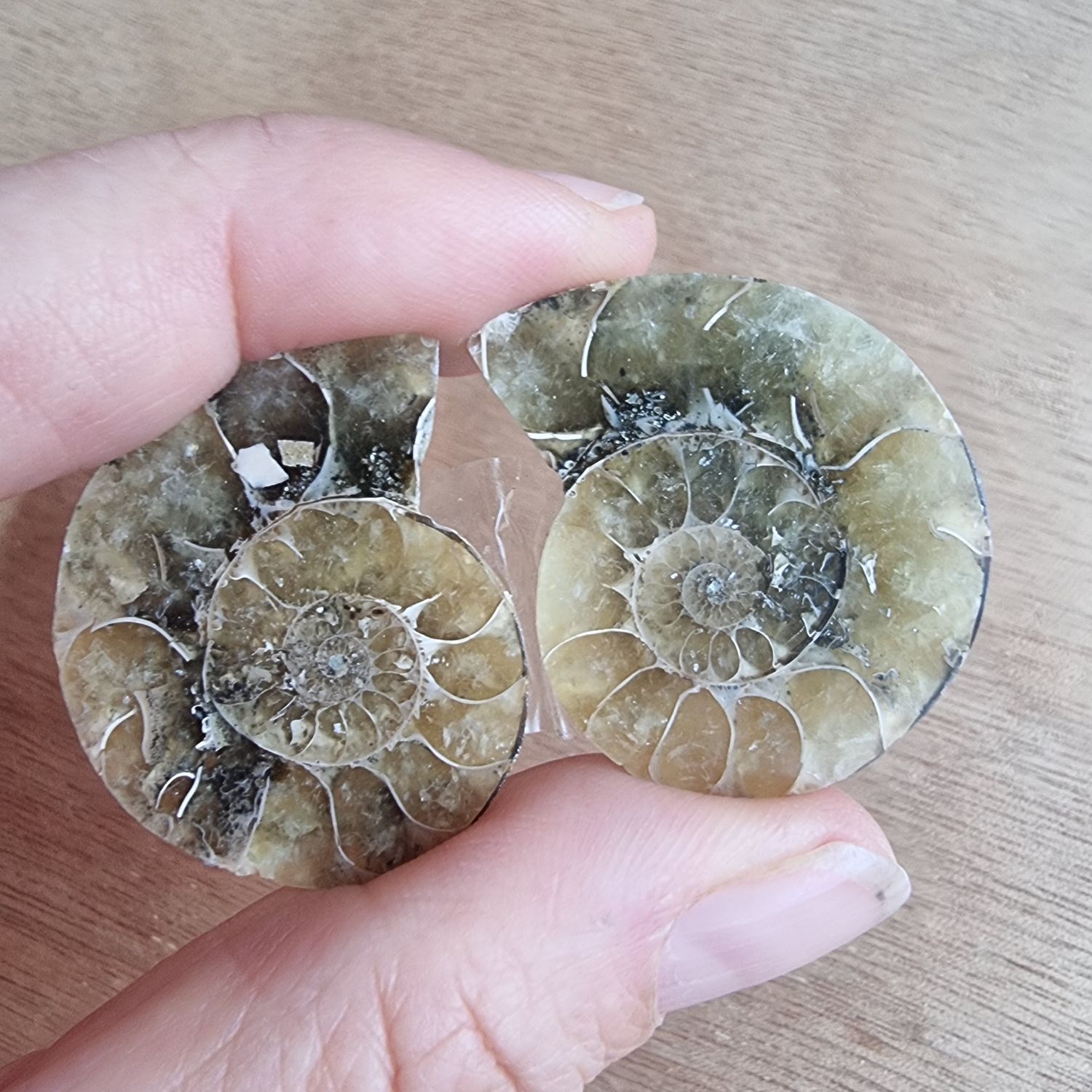 Ammonite Pair Cabochon Lot / Pendant Lot for jewelry making or diy craft projects 18.8gr