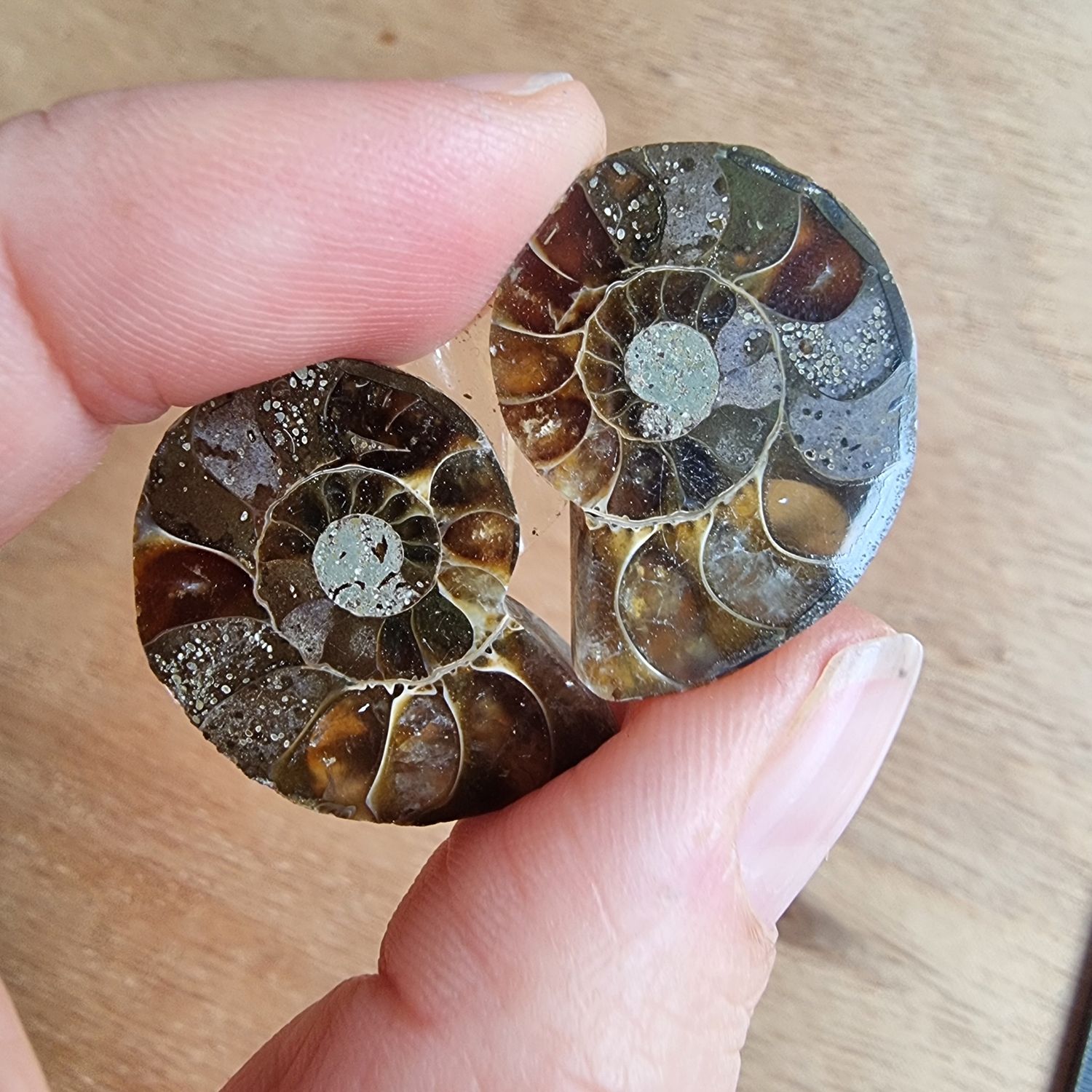 Ammonite Pair Cabochon Lot / Pendant Lot for jewelry making or diy craft projects 11.7gr
