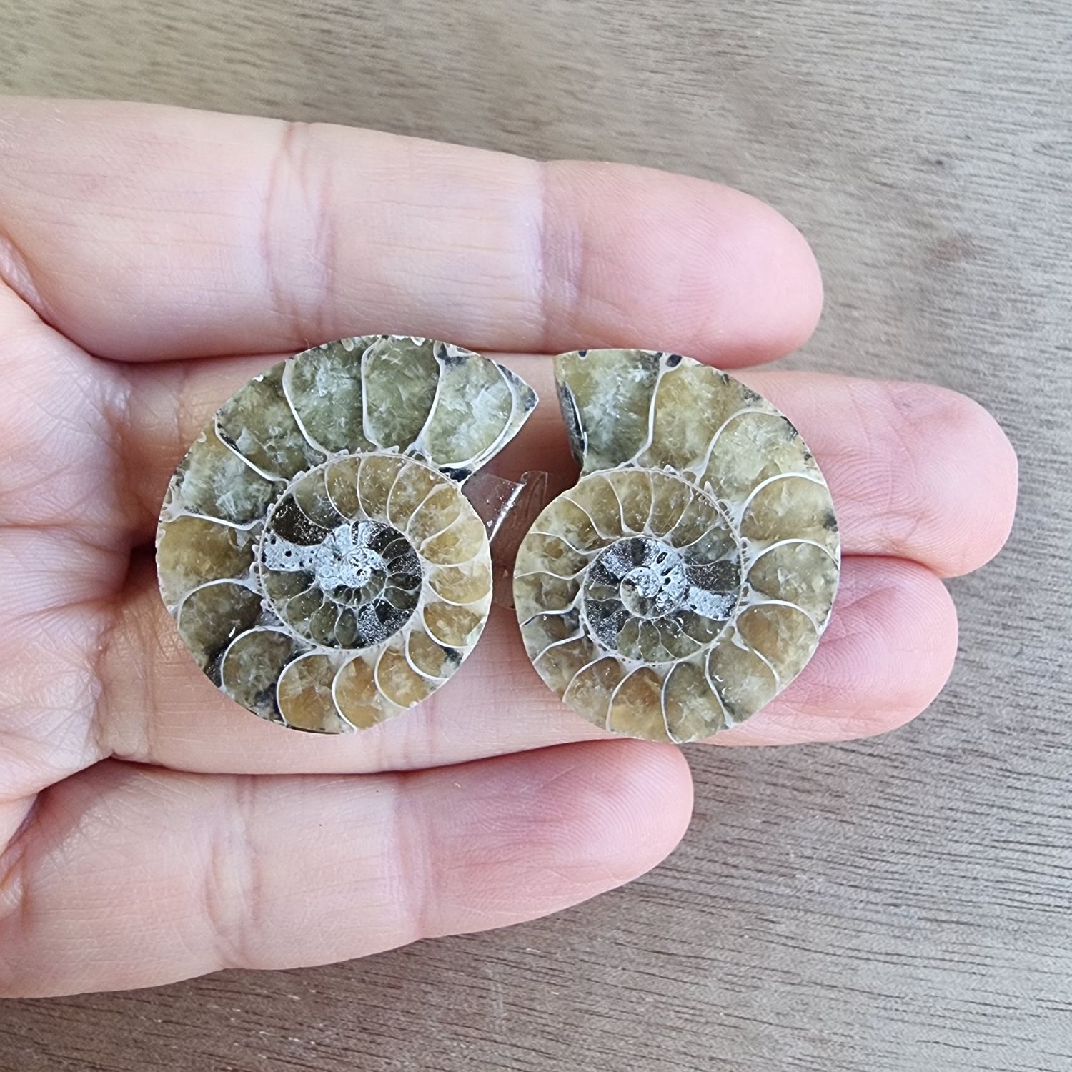Ammonite Pair Cabochon Lot / Pendant Lot for jewelry making or diy craft projects 16.5gr