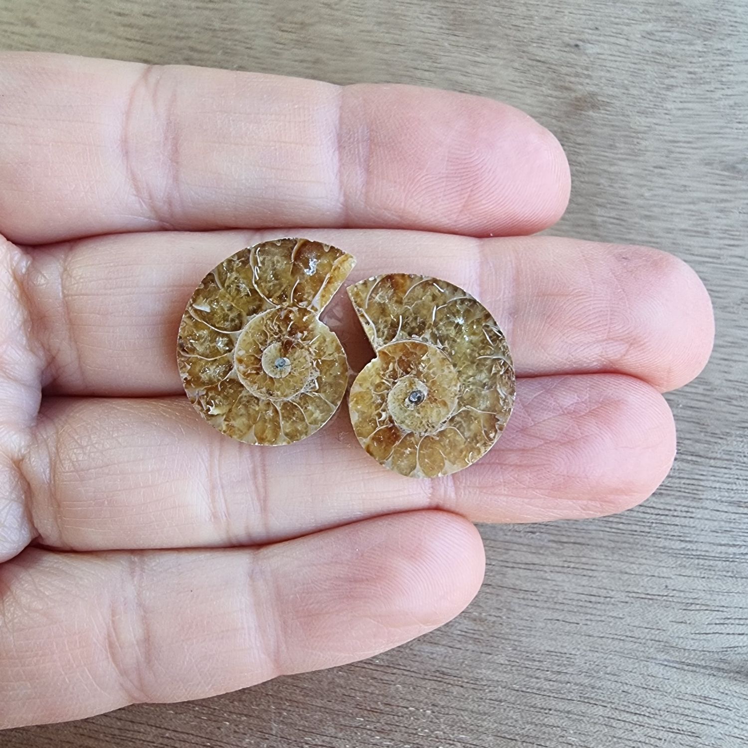 Ammonite Pair Cabochon Lot / Pendant Lot for jewelry making or diy craft projects 5.1gr
