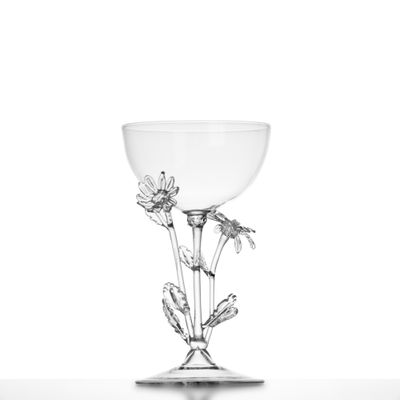 Chrysanthemum leucanthemum