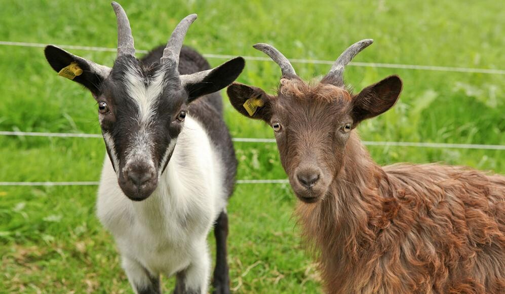 2 Bebitori Automatici Per Pecore E Capre - Con Valvola, 600ml, Materiale PP Sicuro - Foto 2