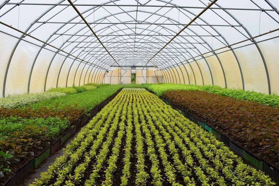 ANCLLO 20 orsetti per serra da giardino con clip per tubo e serra, kit