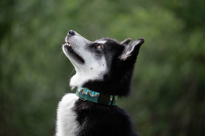 Collar, GREEN FOREST