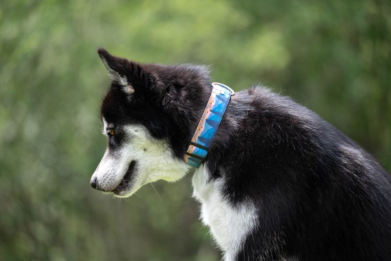 Collier, FORÊT BLEUE