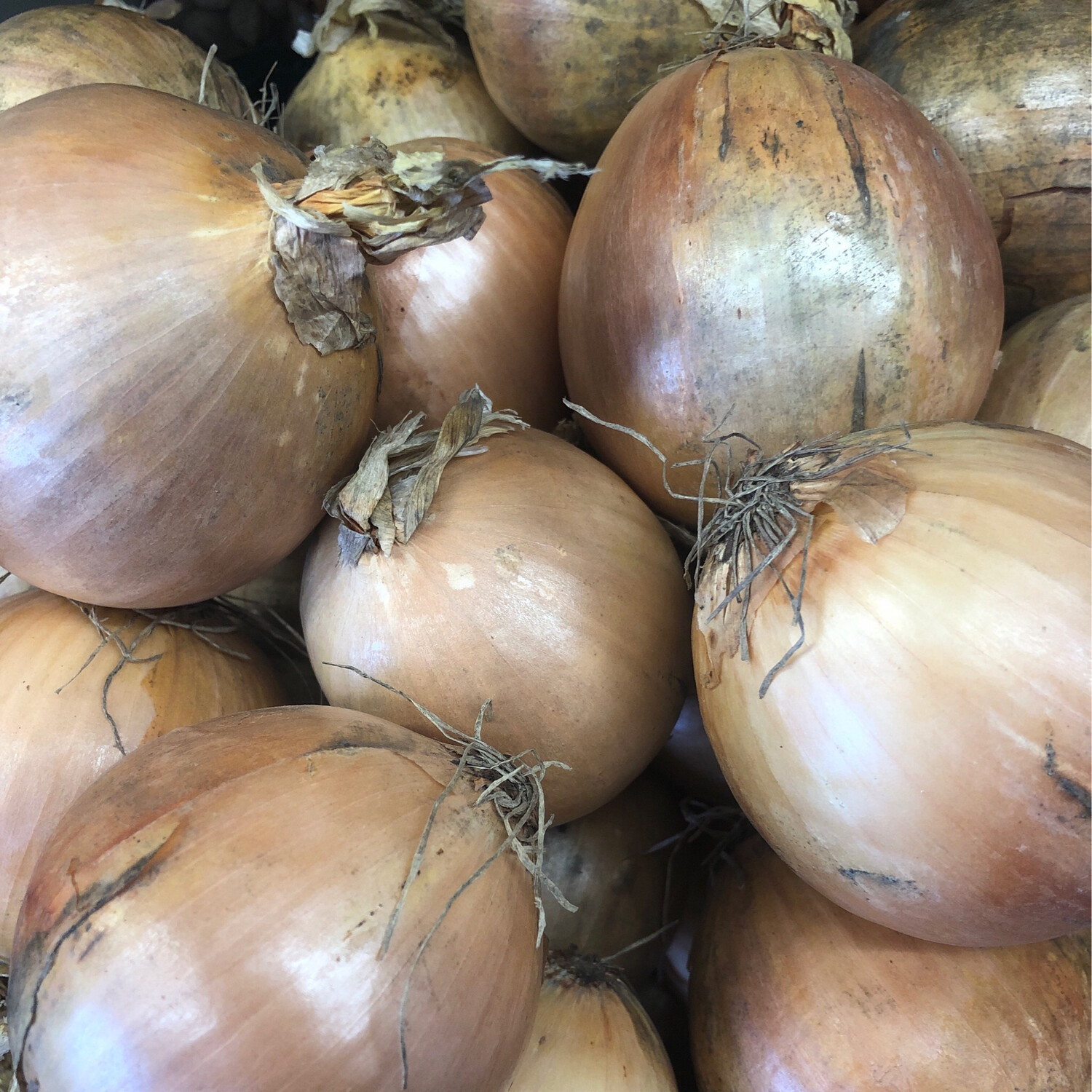 Loose Onions (500G)