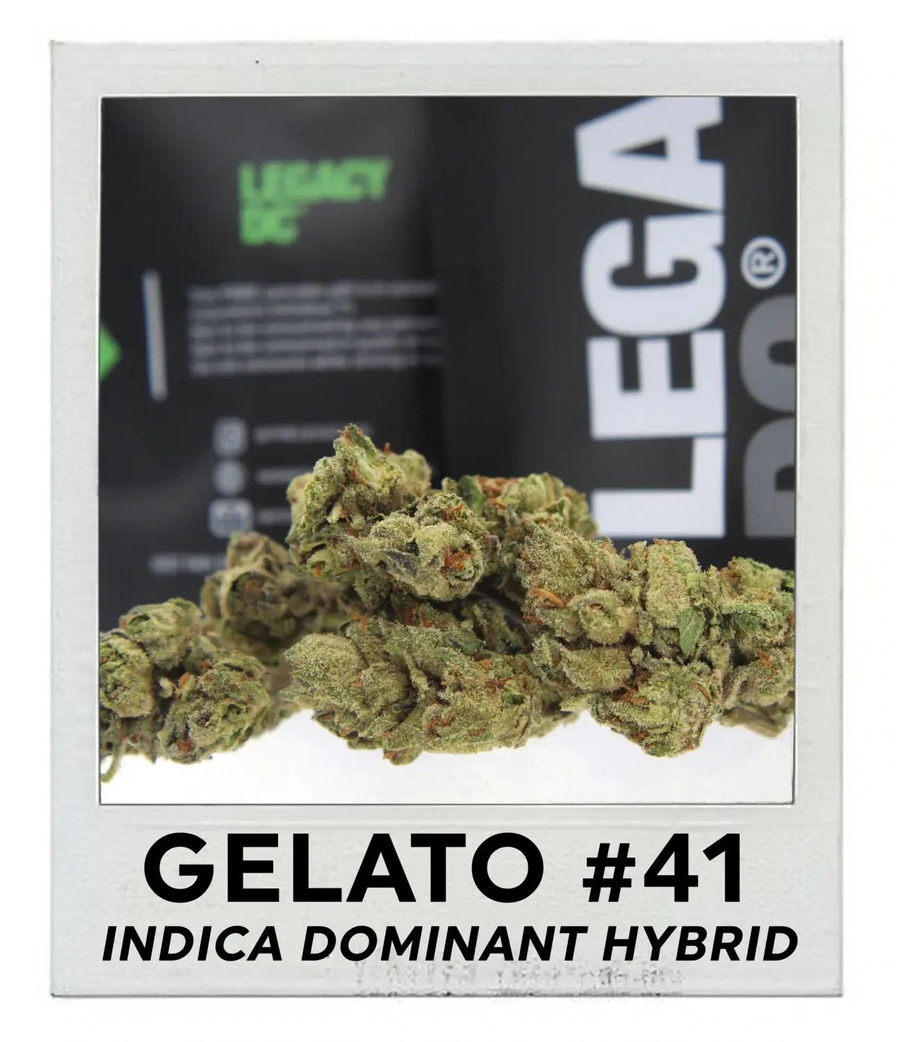 Gelato #41 (Indica Hybrid)