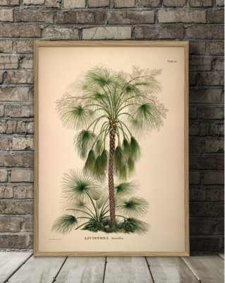 Vintage Poster Palm 70 x 100 cm