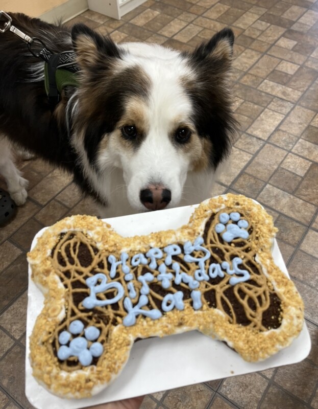 My Precious Pup, BONE-SHAPED, 1 Cake, GRAIN FREE