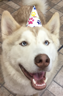 Birthday Hat, 1 piece