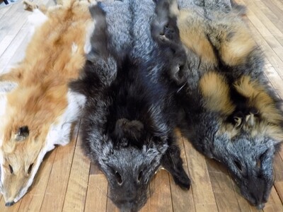 Fourrure de renard