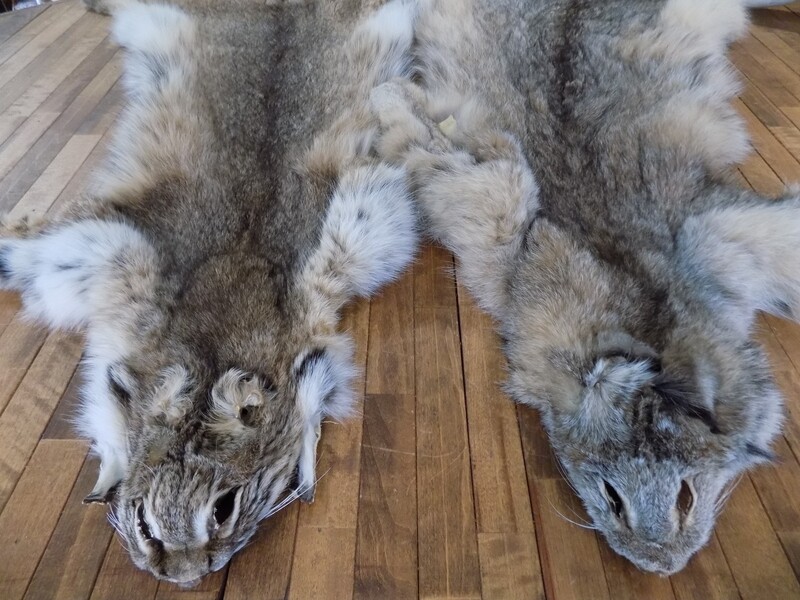 Fourrure de lynx