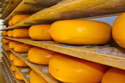 Gouda