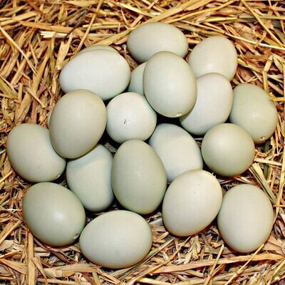 Eggs