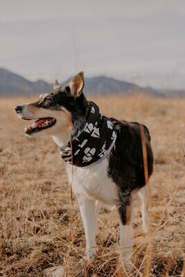 Neck Gaiter