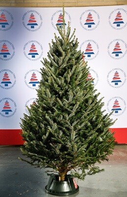 Premium Fraser Fir 00002