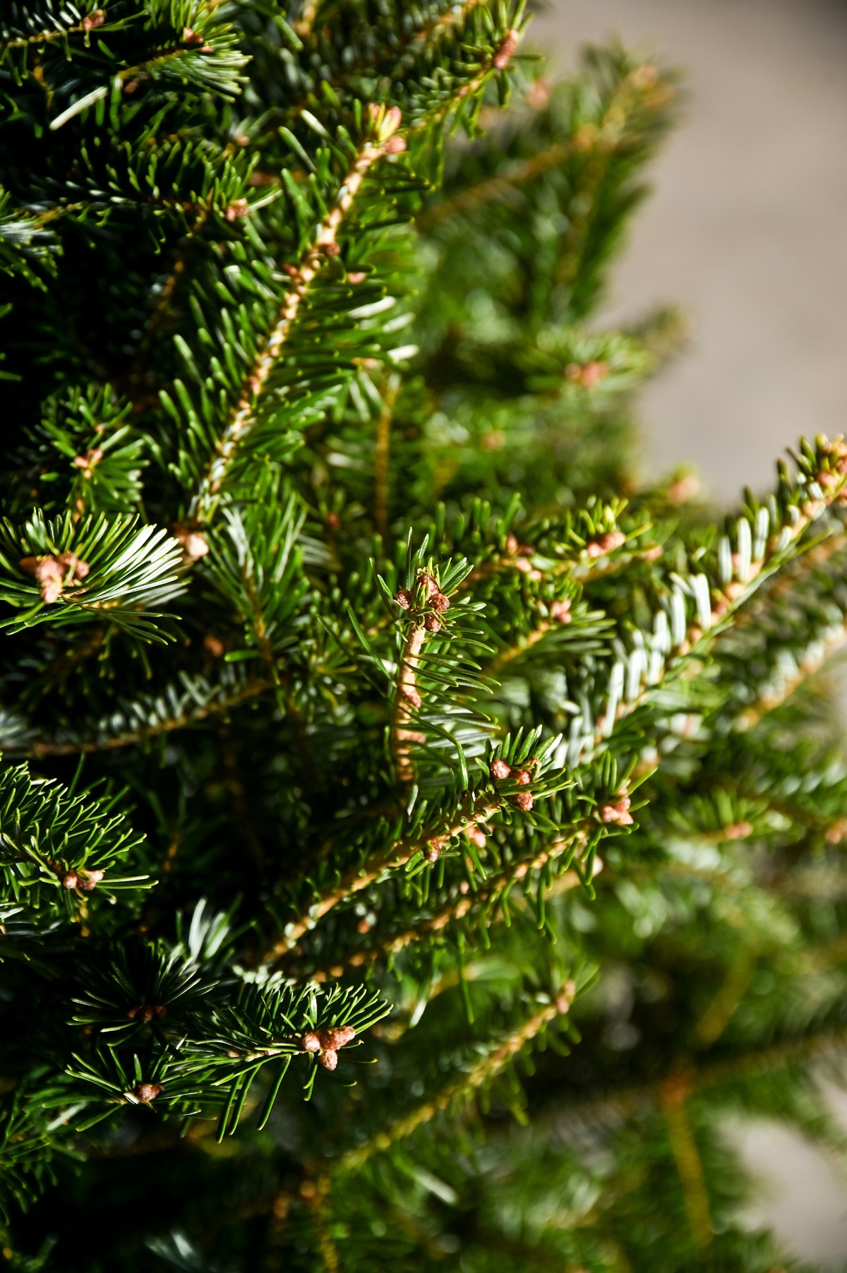 Premium Fraser Fir