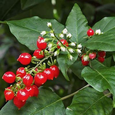 Dog Blood Bush Products