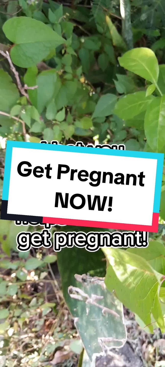 Dog blood bush loose leaf