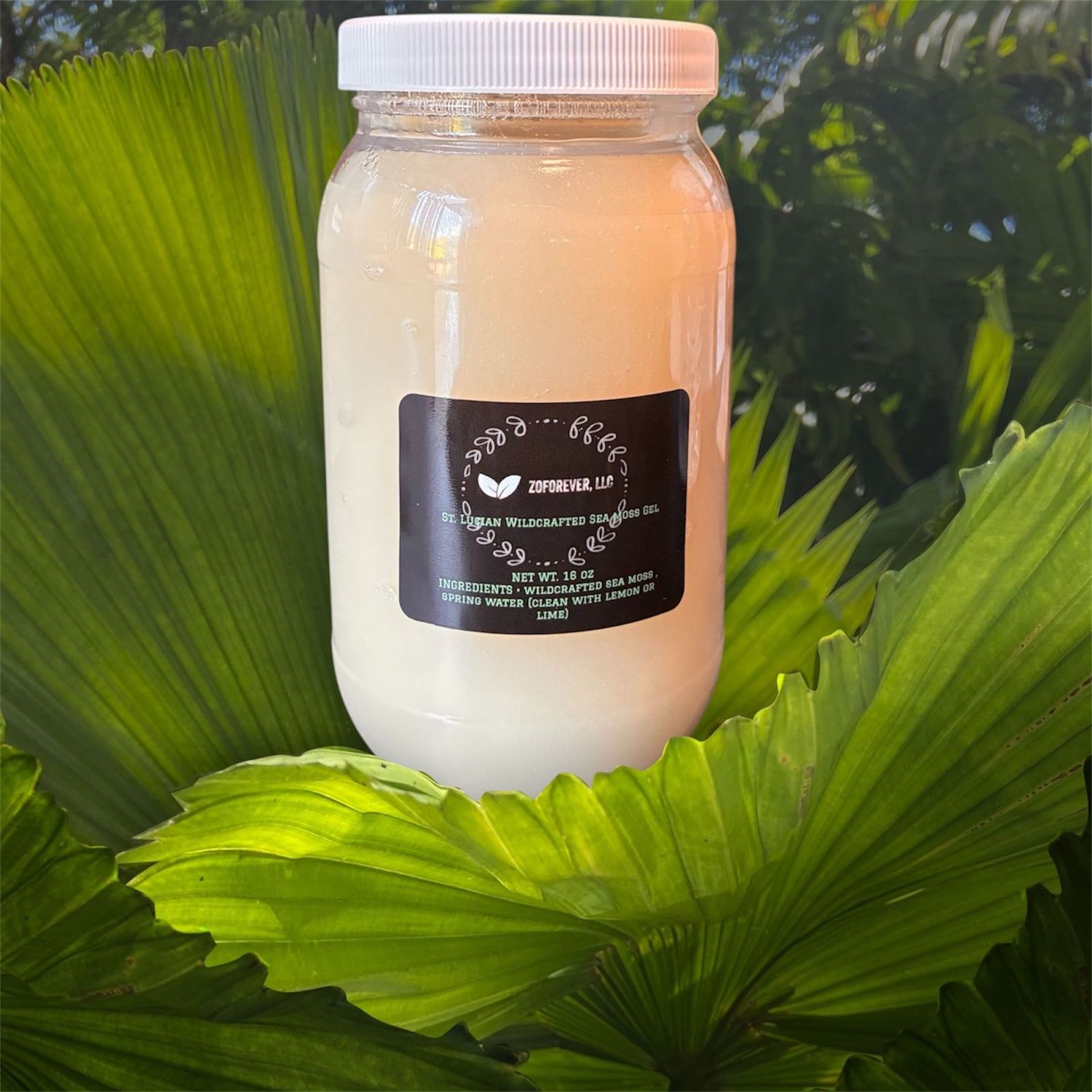 St. Lucian Gold Wildcrafted Sea Moss – 16 oz (Pineapple Flavor)