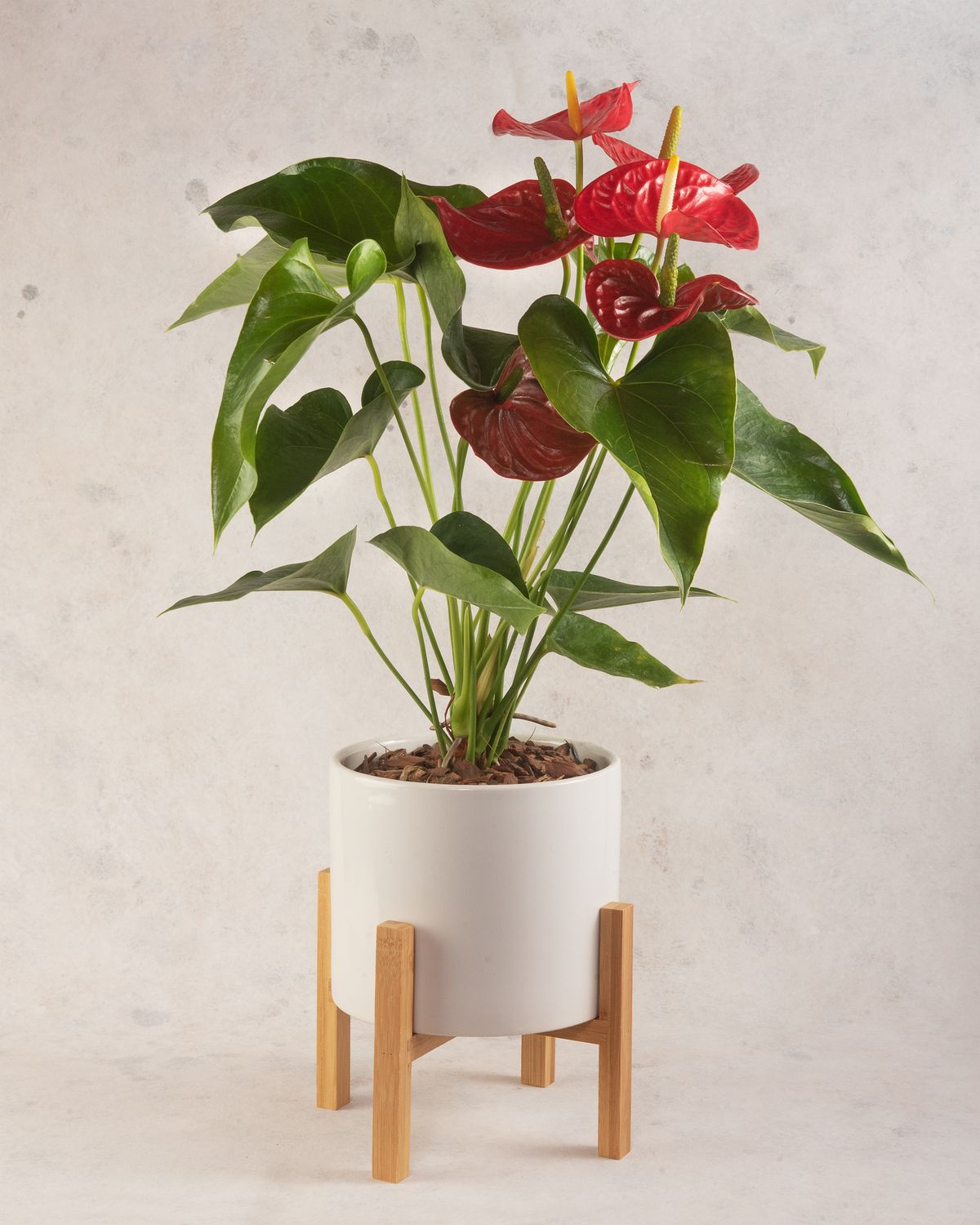 Planta de anturio
