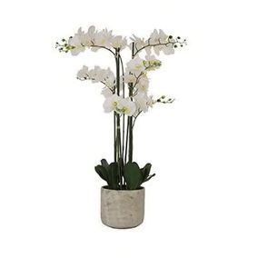 WHITE ORCHID IN POT 125cm