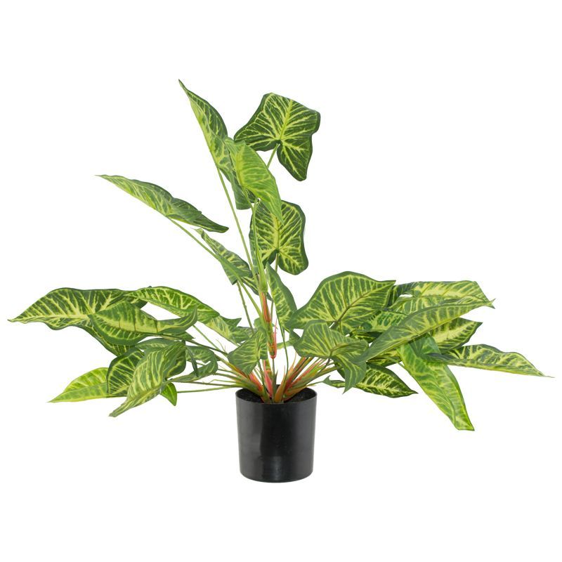 TARO POTTED PLANT