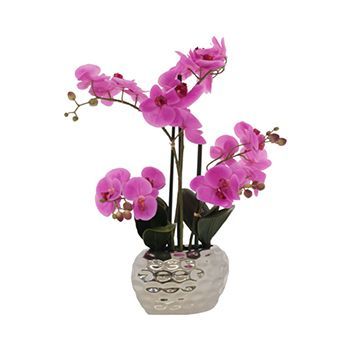 Pink Orchid in Pot