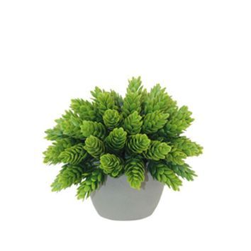 Potted Pine Bush