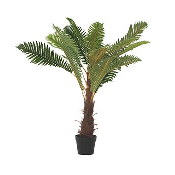 Fern Tree in Pot