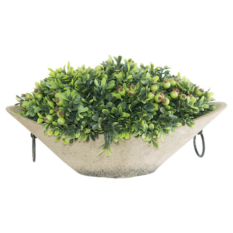 GREEN WILD BERRY IN POT
