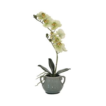 Green Orchid in Grey Pot