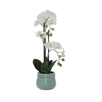 Greenish Pot White Orchid